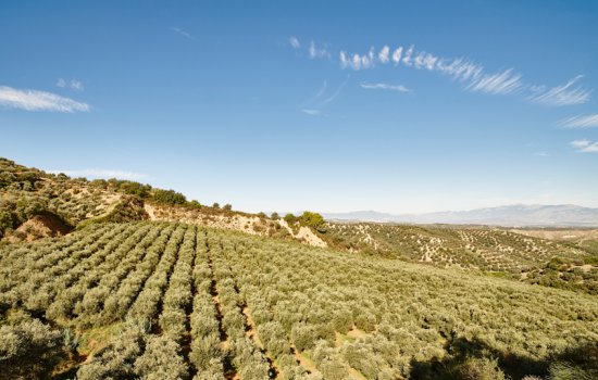 Gli oliveti di Tenute Librandi 666ae935 - Meraviglie di Calabria - 16