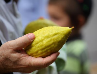 Riviera dei Cedri, parte “La Primavera dei Cedri” per valorizzare la DOP