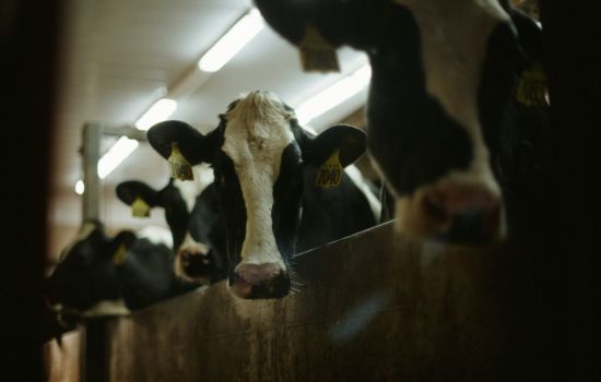 Mucche Campotenese scaled 68d76ee7 - Meraviglie di Calabria - 1