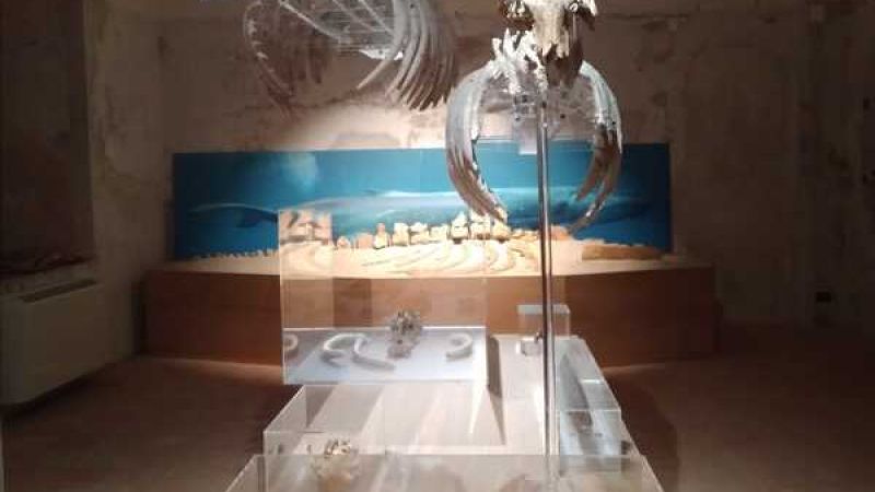 Museo del mare tropea 68deabb6 - Museo del mare di Tropea, un nuovo tassello per ridisegnare il paleoambiente del Mediterraneo - 1 Museo del mare di Tropea, un nuovo tassello per ridisegnare il paleoambiente del Mediterraneo