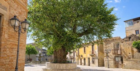 San Lorenzo Olmo Campestre 6889a67d - Meraviglie di Calabria - 1