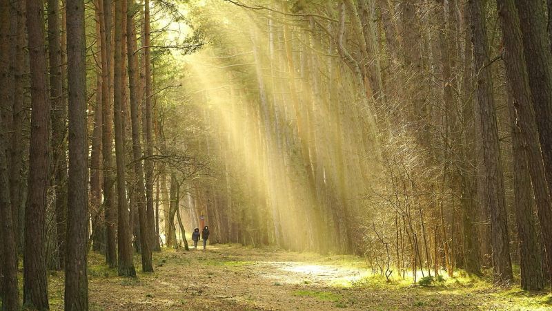 La mostra “Archivio MABOS”, oltre il bosco nel borgo di Albi