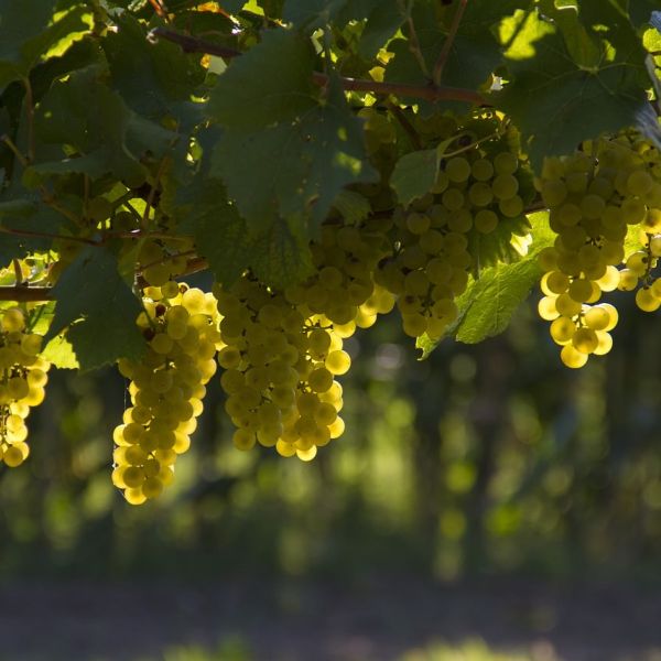 Doc Costa degli Dei, la vera sorpresa dell’edizione 2025 del Vinitaly