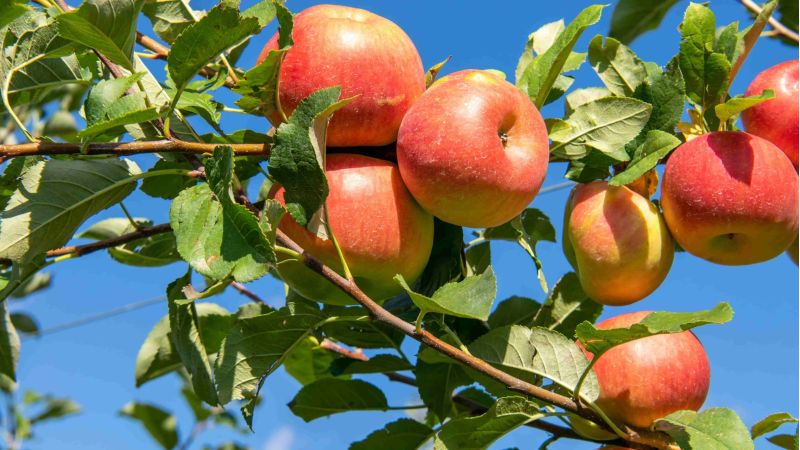 mele cover scaled 6a207e10 - Frutti d’autunno, la ricchezza delle antiche cultivar di mele calabresi - 1 Frutti d’autunno, la ricchezza delle antiche cultivar di mele calabresi