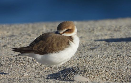 Fratino 6bfadbfc - Meraviglie di Calabria - 1