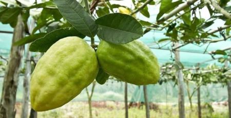 Cedreto 638x425 1 6c583463 - Meraviglie di Calabria - 41