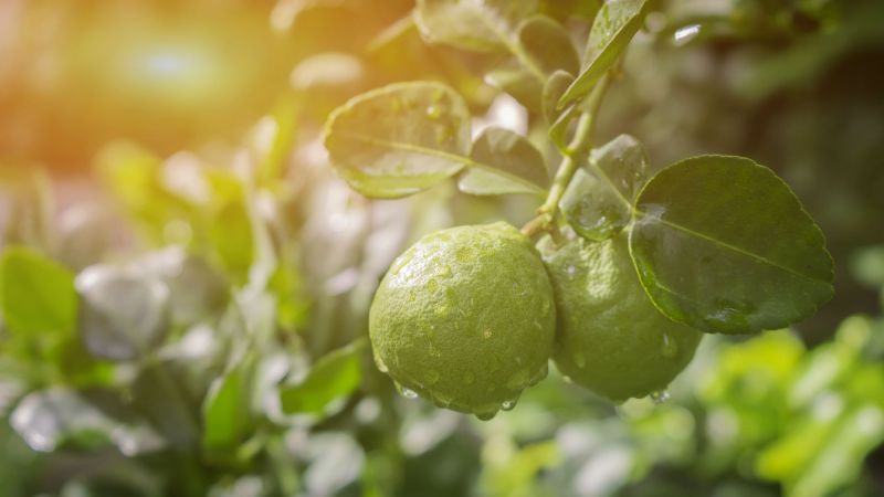 copertina 6ca54ac1 - Si potenzia la Dop economy, il Consorzio del Bergamotto entra in Origin Italia - 1 Si potenzia la Dop economy, il Consorzio del Bergamotto entra in Origin Italia