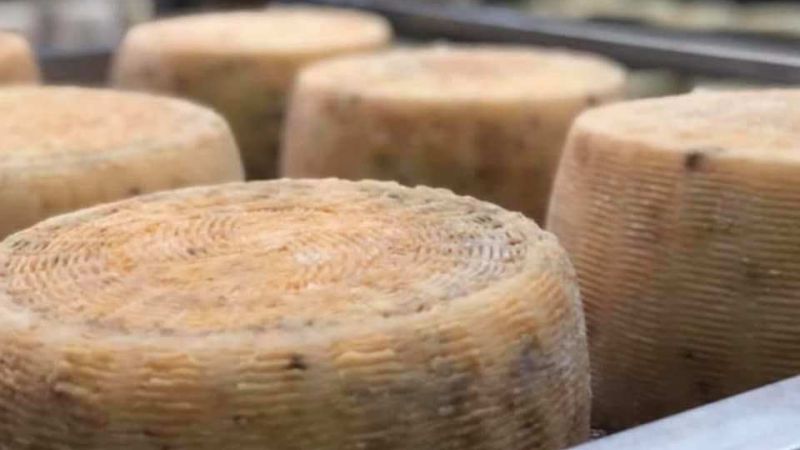 pecorino monte poro 6ce71ae7 - Pecorino, Vinci: «un prodotto che rispecchia l’identità del territorio» - 1 Pecorino, Vinci: «un prodotto che rispecchia l’identità del territorio»