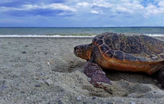 3 Caretta Calabria Conservation scaled 6dd34180 - Meraviglie di Calabria - 39