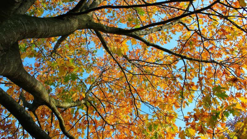 foliage 6db83303 - I colori d'autunno in treno: la meta calabrese imperdibile - 1 I colori d’autunno in treno: la meta calabrese imperdibile