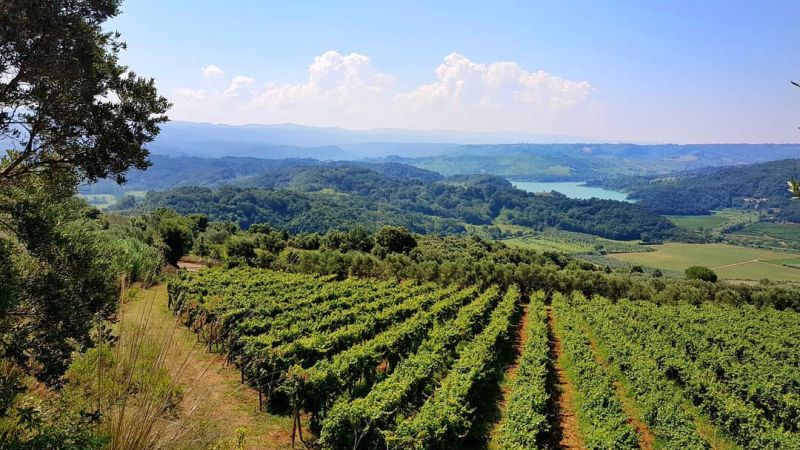 vigna vibonese 6d323d38 - Doc Costa degli Dei, a Verona la presentazione dei vini del Vibonese - 1 Doc Costa degli Dei, a Verona la presentazione dei vini del Vibonese