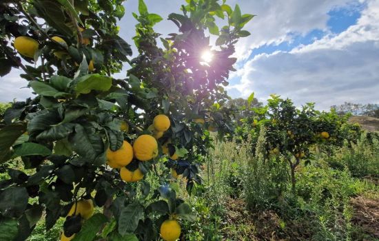 Bergamotto 1 6fb9314b - Meraviglie di Calabria - 1