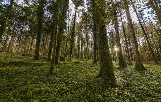 Giuseppe-Bruno-Cat.A-Foresta-presso-Santa-Maria-Serra-San-Bruno-VV-scaled