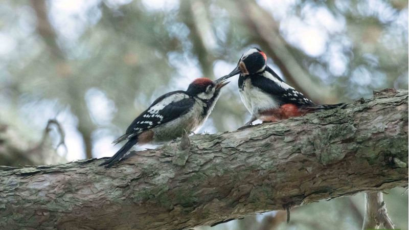 Benvenuti al Sud, i Giganti della Sila scelti da 60 specie di uccelli