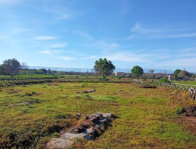 Metti una domenica tra gli ulivi, nel Parco Archeologico dell’antica Medma