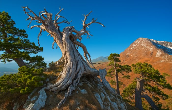 Pollino, gigante verde d’Italia nel cuore d’Europa