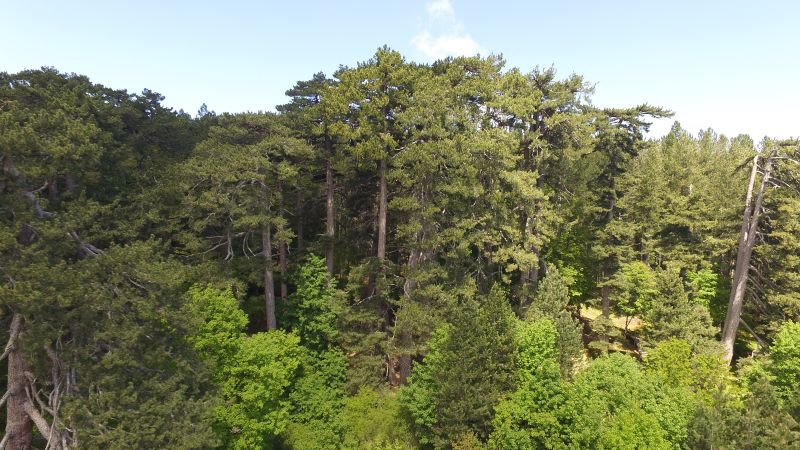 2. I Giganti della Sila Foto Gianpiero Capecchi 2016 C FAI Fondo Ambiente Italiano 711712cf - Il Bene FAI più visitato di questa estate? È nella Calabria dei Giganti della Sila - 1 Il Bene FAI più visitato di questa estate? È nella Calabria dei Giganti della Sila