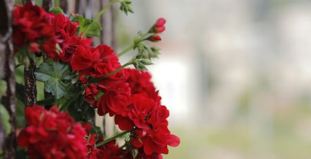 fiori 7240e520 - Meraviglie di Calabria - 29