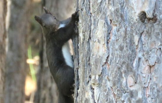 scoiattolo ph Gianluca Congi 1 a 725f7f20 - Meraviglie di Calabria - 1