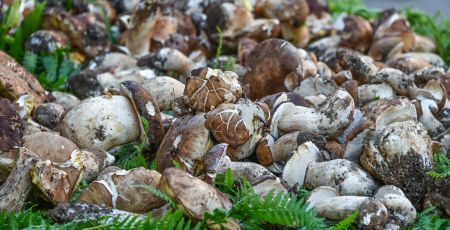 funghiporcini n 73f33ae3 - Meraviglie di Calabria - 18