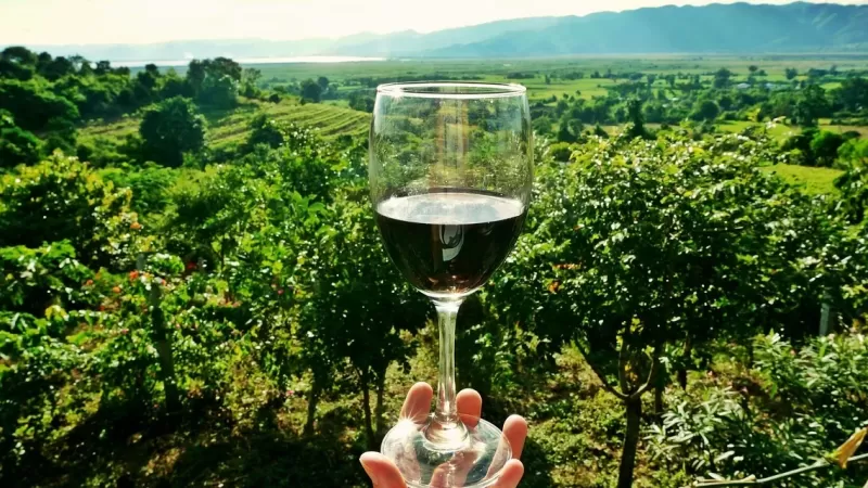 enoturismo 1 e1714639603852 74973f57 - Happywine Experience, al via il tour nei tesori enologici della Calabria - 1 Happywine Experience, al via il tour nei tesori enologici della Calabria