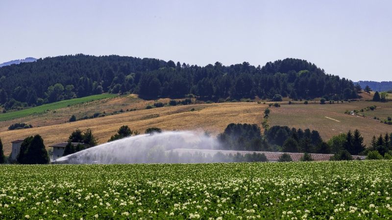 sila patate campo 1 747c5a8c - Ismea, le opportunità per i giovani che vogliono coltivare in Calabria - 1 Ismea, le opportunità per i giovani che vogliono coltivare in Calabria