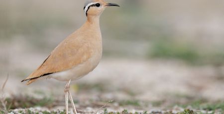 uccello corrione biondo Cursorius cursor ph Giuseppe Martino Stazione Ornitologica Calabrese 1200x800 1 74e1073f - Meraviglie di Calabria - 45