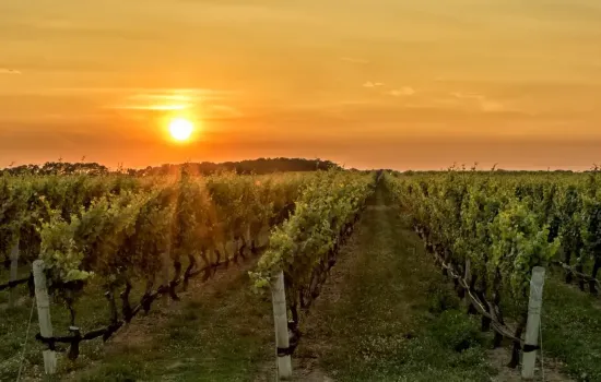 vigneti calabria e1707152323397 74529a23 - Meraviglie di Calabria - 1