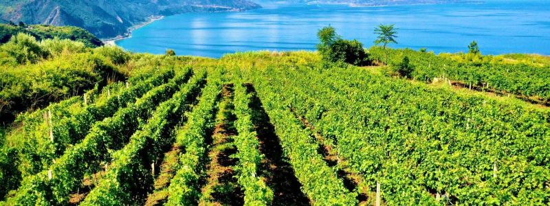 Vitigni antichi e produzioni bio, l’attualità dei vini calabresi