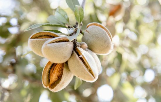 Mandorla albero 1 scaled 7514a6f8 - Meraviglie di Calabria - 7