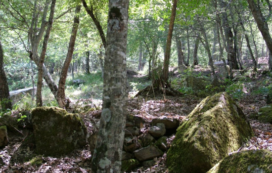 comune di castroregio foresta