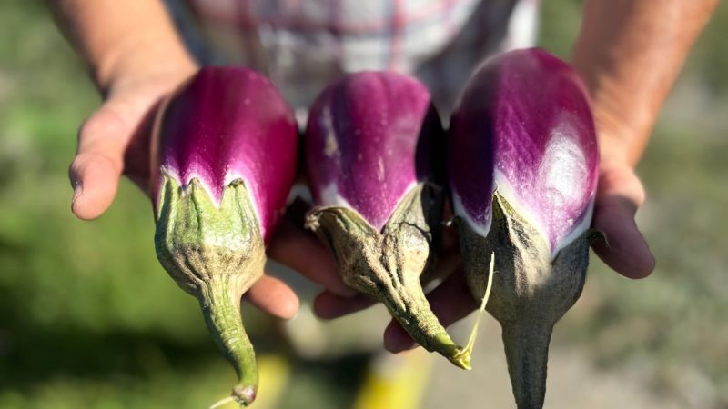 Lady Violetta, la melanzana di Longobardi è Presidio Slow Food