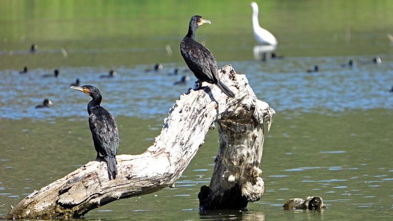 Riserve Naturali di Tarsia e Foce del Crati destinazioni esperienziali