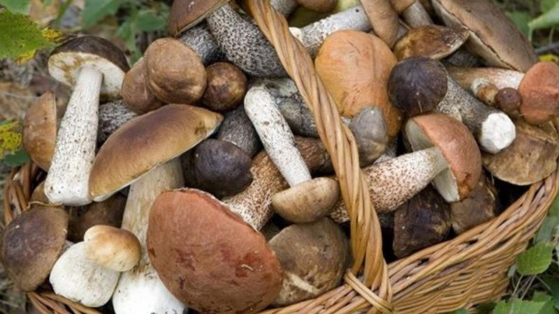 funghi silapanaro 76722e5d - Sagra del Fungo di Camigliatello, un primato da 55 anni - 1 Sagra del Fungo di Camigliatello, un primato da 55 anni