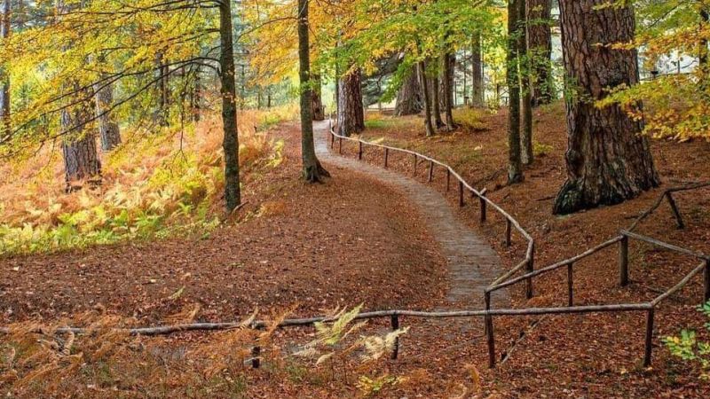 gigantiautunno 769aeeb0 - Foliage e trekking tra i Giganti della Sila, parola del Fondo Ambiente Italiano - 1 Foliage e trekking tra i Giganti della Sila, parola del Fondo Ambiente Italiano