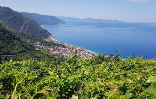 vino vigna eroico bagnara zibibbo cover 767df6a8 - Meraviglie di Calabria - 1