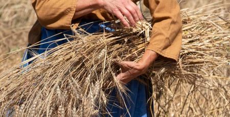 Campo Grano Slow grains 3 7737ec09 - Meraviglie di Calabria - 13