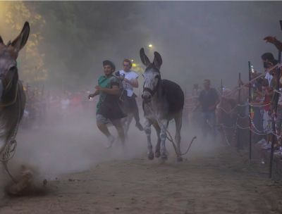 Sfida tra contrade a dorso di mulo, a Laino Borgo c’è il “Palio cu i ciucci”