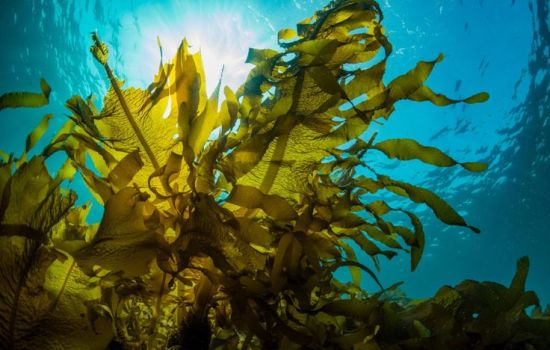 What is the Best Macroalgae for a Reef Tank 775f984a - Meraviglie di Calabria - 23