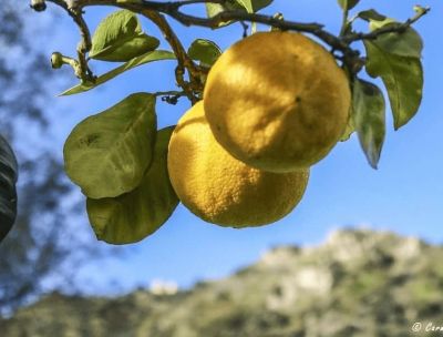 Sulla Via del Bergamotto, un viaggio tra le eccellenze e i paesaggi reggini