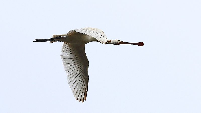 “Zingari” del cielo, una Spatola giunge dall’Ungheria al Lago di Tarsia