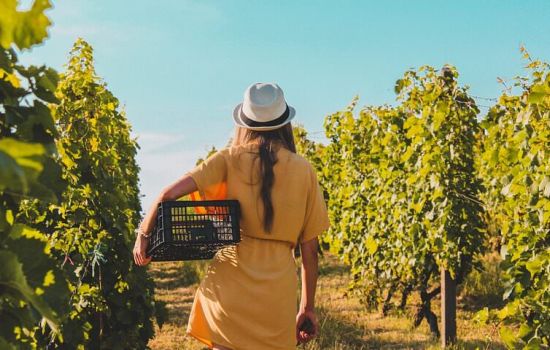 Donna in vigna Woman in vineyard e1709555175367 79ede504 - Meraviglie di Calabria - 23