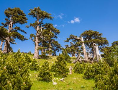 Pino Loricato. Storia di resilienza della natura in Calabria