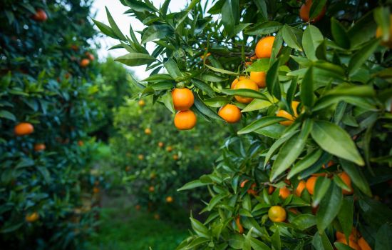 Clementine 2 7a5396b9 - Meraviglie di Calabria - 1