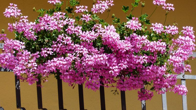 fiori gerani 1 7a4107d6 - Ruga in Fiore, borgo di Pietrafitta si veste di colori - 1 Ruga in Fiore, borgo di Pietrafitta si veste di colori