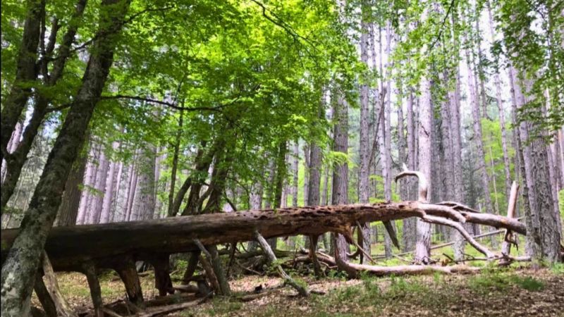 I Giganti della Sila a riposo per un po’, la Riserva FAI si rigenera