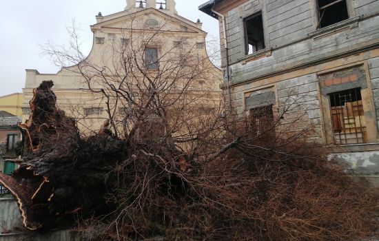 Olmo di San Lorenzo 2 a 7b8d38c9 - Meraviglie di Calabria - 1