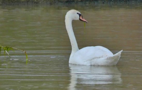 cigno reale crotone 7b809053 - Meraviglie di Calabria - 1