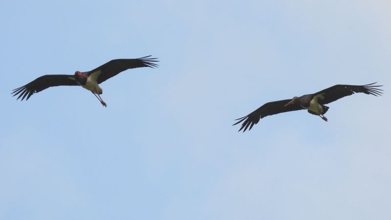 Sila e ornitologia, all’Unical dieci studi inediti per i 50 anni SOI