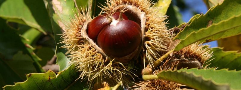 Sopra l’albero, il pane. La ricchezza della castanicoltura calabrese